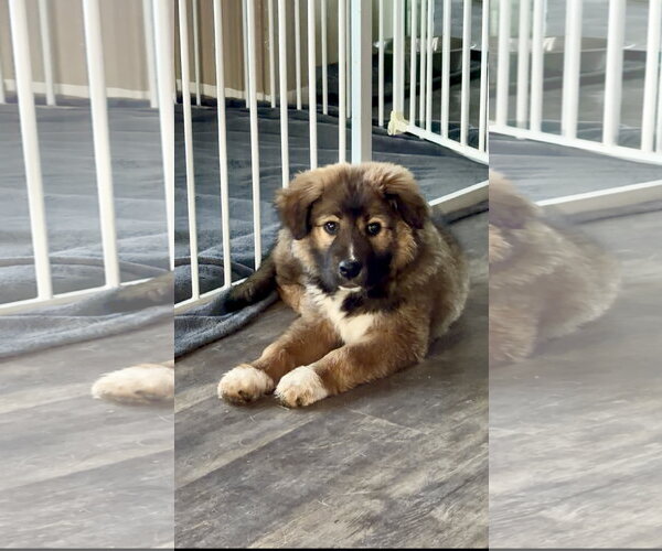 Medium Photo #5 Great Pyrenees-Unknown Mix Puppy For Sale in Polson, MT, USA