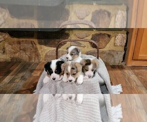 Cowboy Corgi Puppy for sale in SPRINGFIELD, OR, USA