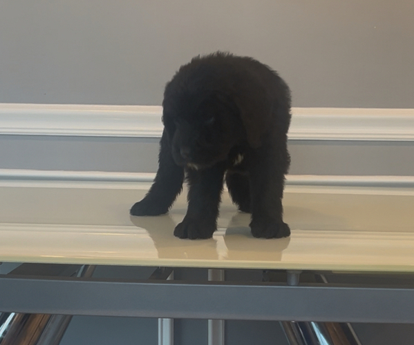 Medium Photo #69 Bernedoodle-Labradoodle Mix Puppy For Sale in MILFORD, NJ, USA