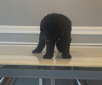 Small Photo #69 Bernedoodle-Labradoodle Mix Puppy For Sale in MILFORD, NJ, USA