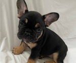 Small Photo #5 French Bulldog Puppy For Sale in CAMARILLO, CA, USA