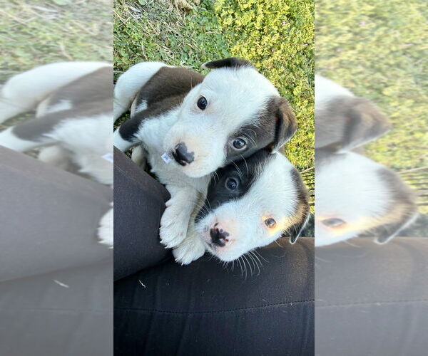 Medium Photo #6 Australian Shepherd-Unknown Mix Puppy For Sale in OKLAHOMA CITY, OK, USA