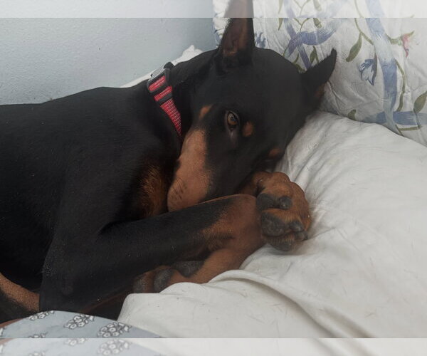 Medium Photo #8 Doberman Pinscher Puppy For Sale in Buffalo, MN, USA
