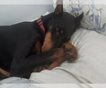 Small #7 Doberman Pinscher