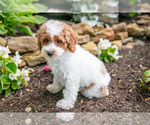 Small #1 Poodle (Miniature)