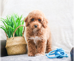 Small Photo #6 Poodle (Toy) Puppy For Sale in SYRACUSE, IN, USA