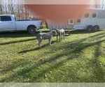 Small #3 Irish Wolfhound