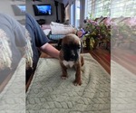 Puppy Puppy 5 Boxer