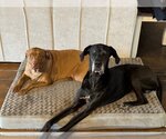 Small #1 Great Dane