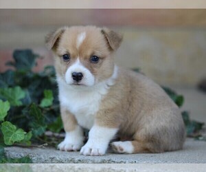 Pembroke Welsh Corgi Puppy for sale in LIBERTY, KY, USA