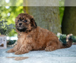 Small Photo #15 Poodle (Miniature)-ShihPoo Mix Puppy For Sale in SHILOH, OH, USA