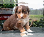 Small #2 Miniature Australian Shepherd
