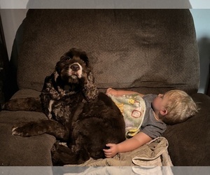 Father of the Cocker Spaniel puppies born on 05/26/2025