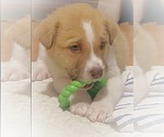 Small #5 Mutt