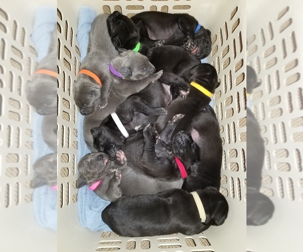 Medium Photo #11 Great Dane Puppy For Sale in MOUNT GILEAD, OH, USA