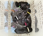 Small Photo #11 Great Dane Puppy For Sale in MOUNT GILEAD, OH, USA