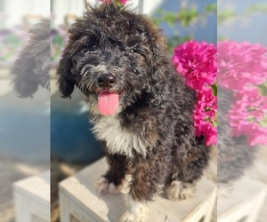 Aussie-Poo-Aussiedoodle Miniature Mix Puppy for sale in TAYLOR, TX, USA
