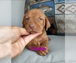 Puppy Cookie Vizsla