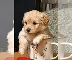 Image preview for Ad Listing. Nickname: Bear