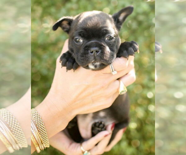 Medium Photo #2 Faux Frenchbo Bulldog Puppy For Sale in Corona, CA, USA