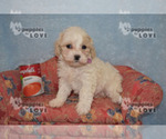 Small Photo #9 Poochon Puppy For Sale in SANGER, TX, USA