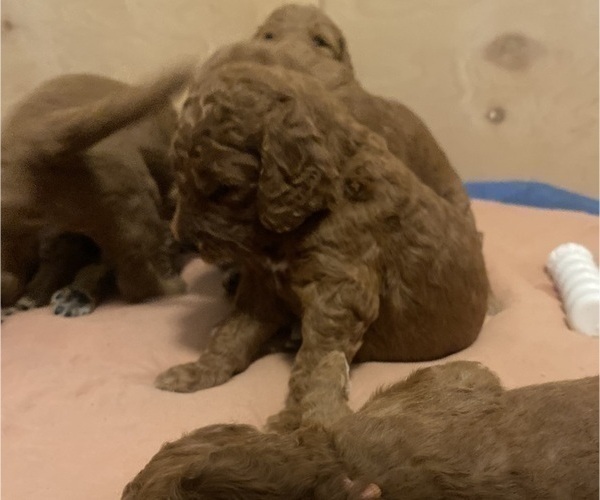 Medium Photo #10 Goldendoodle Puppy For Sale in BREA, CA, USA