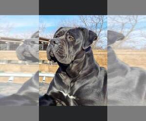 Mother of the Cane Corso puppies born on 02/15/2023