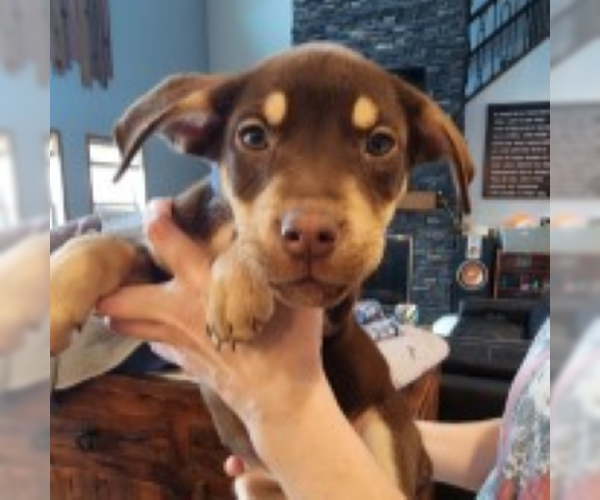 Medium Photo #6 Siberian Husky-Unknown Mix Puppy For Sale in Fargo, ND, USA