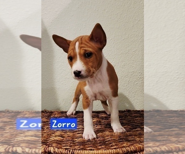 Medium Photo #2 Basenji Puppy For Sale in LOMETA, TX, USA
