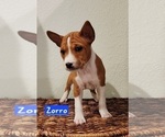 Small #1 Basenji