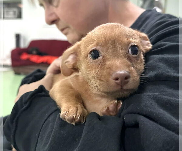 Medium Photo #3 Chihuahua-Unknown Mix Puppy For Sale in phoenix, AZ, USA