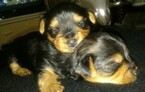Small Photo #4 Yorkshire Terrier Puppy For Sale in HEMET, CA, USA