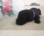 Small Photo #3 Mini Whoodle (Wheaten Terrier/Miniature Poodle) Puppy For Sale in PEORIA, IL, USA
