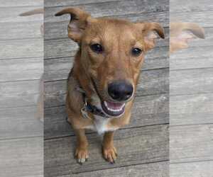 Beagle-Unknown Mix Dogs for adoption in pomfret, CT, USA