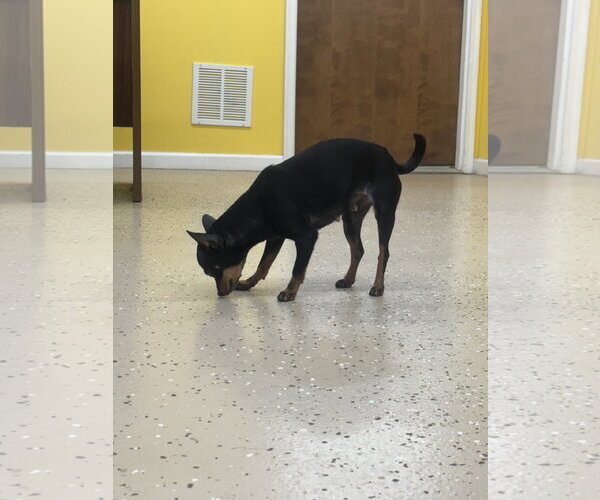 Medium Photo #2 Chihuahua Puppy For Sale in York, SC, USA