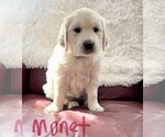 Small Photo #15 English Cream Golden Retriever Puppy For Sale in BLUE HILL, ME, USA