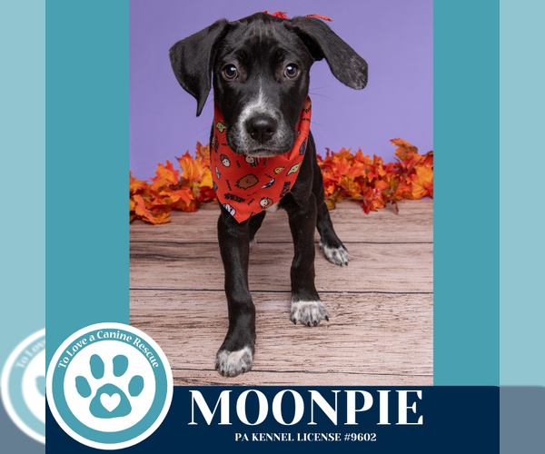Medium Photo #2 Labrenees Puppy For Sale in Kimberton, PA, USA
