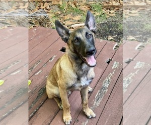 Belgian Malinois Puppy for sale in MELBOURNE, FL, USA