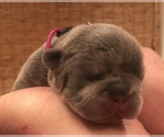 Small Photo #18 French Bulldog Puppy For Sale in PLACERVILLE, CA, USA