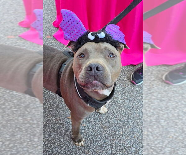 Medium Photo #2 American Pit Bull Terrier-Unknown Mix Puppy For Sale in McDonough, GA, USA