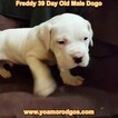 Small Photo #261 Dogo Argentino Puppy For Sale in PINEVILLE, MO, USA