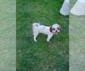Shih Tzu Dog for Adoption in RHINE, Georgia USA