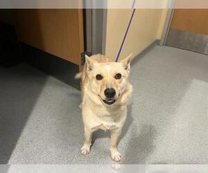 Mutt Dogs for adoption in Orange, CA, USA