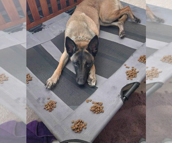 Medium Photo #4 Mutt Puppy For Sale in Imlay City, MI, USA