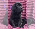 Small #5 Cane Corso