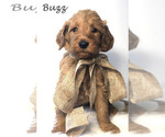 Small Photo #25 Goldendoodle Puppy For Sale in DEMOPOLIS, AL, USA