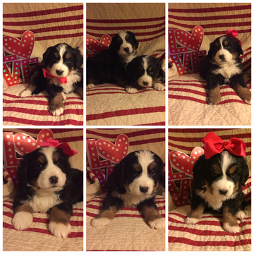 Medium Photo #1 Bernese Mountain Dog Puppy For Sale in NEW LEXINGTON, OH, USA
