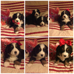 Small Photo #1 Bernese Mountain Dog Puppy For Sale in NEW LEXINGTON, OH, USA