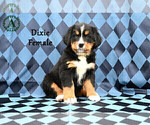 Puppy Dixie Bernese Mountain Dog