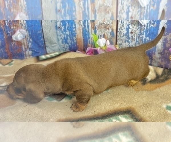 Medium Photo #3 Dachshund Puppy For Sale in CASSVILLE, MO, USA